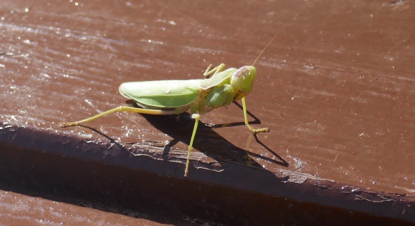 grasshopper best